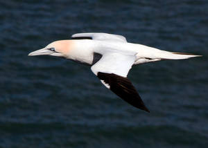 Gannet in flight, Bempton, nr. Brid, E Yorks