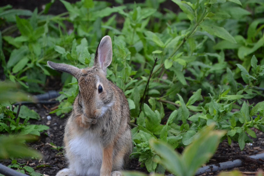 Sir Rabbit by IAmDeadFeathers on DeviantArt