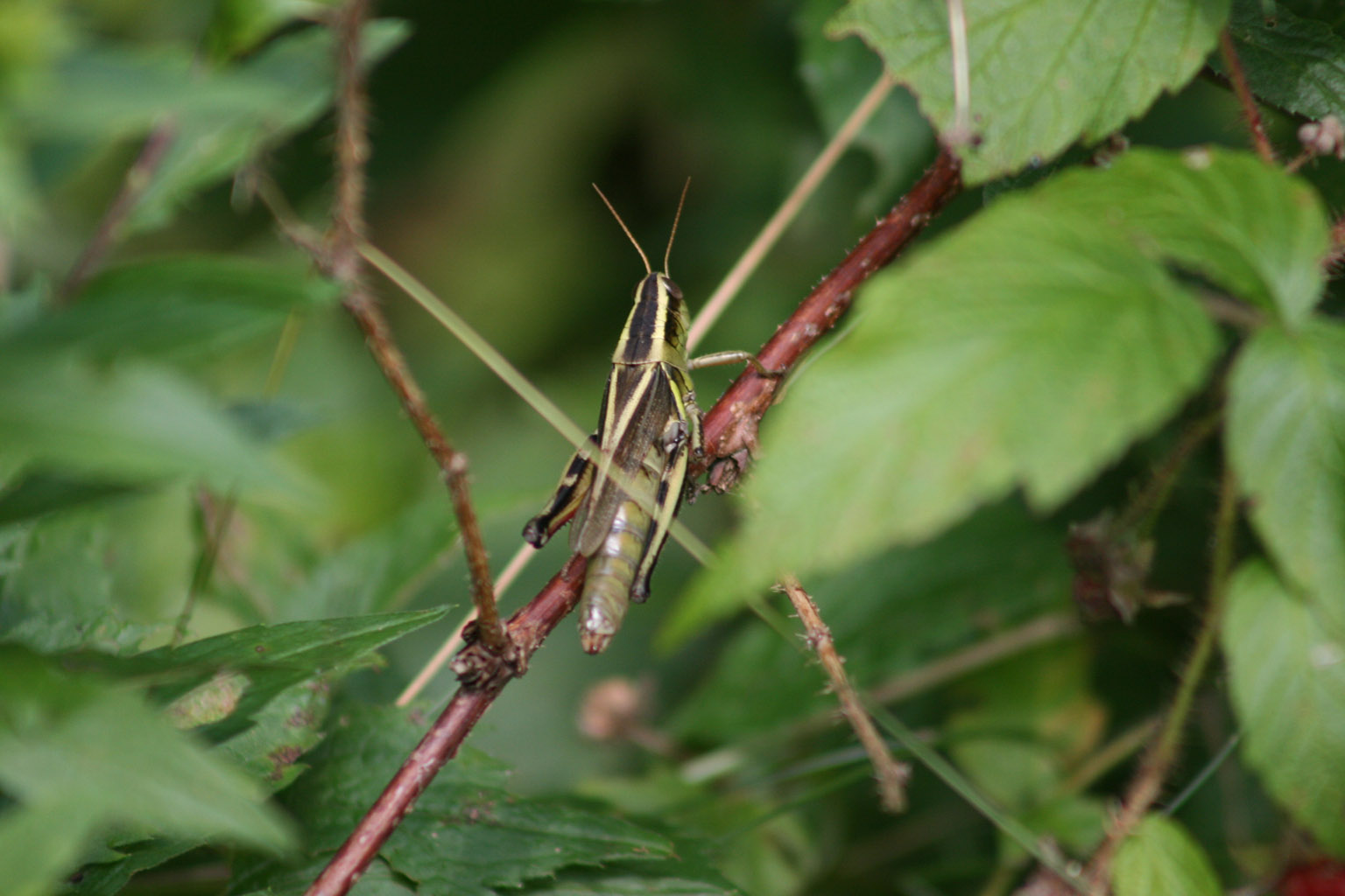 Grasshopper