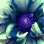 Dahlia- photoshopped!