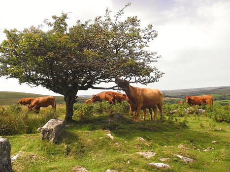 Dartmoor