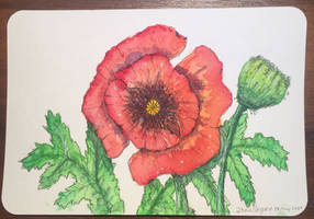 Watercolor poppy