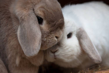 Bunny Snuggles