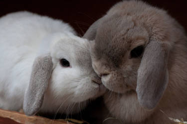 More snuggling bunnies