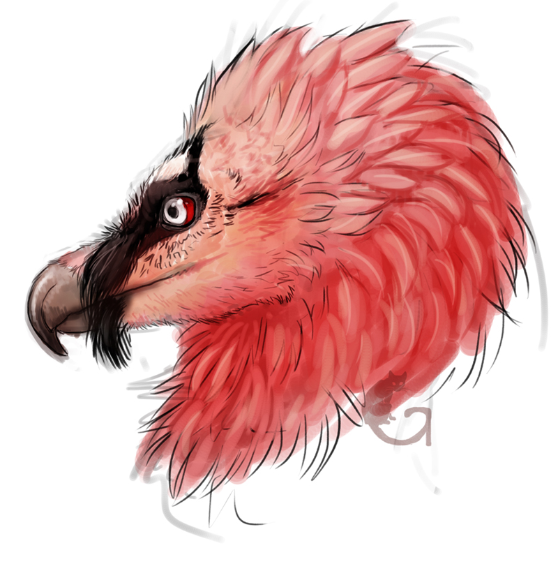 Bearded Vulture