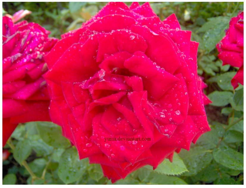 rose after rain by Yusia on DeviantArt