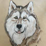Fang malamute