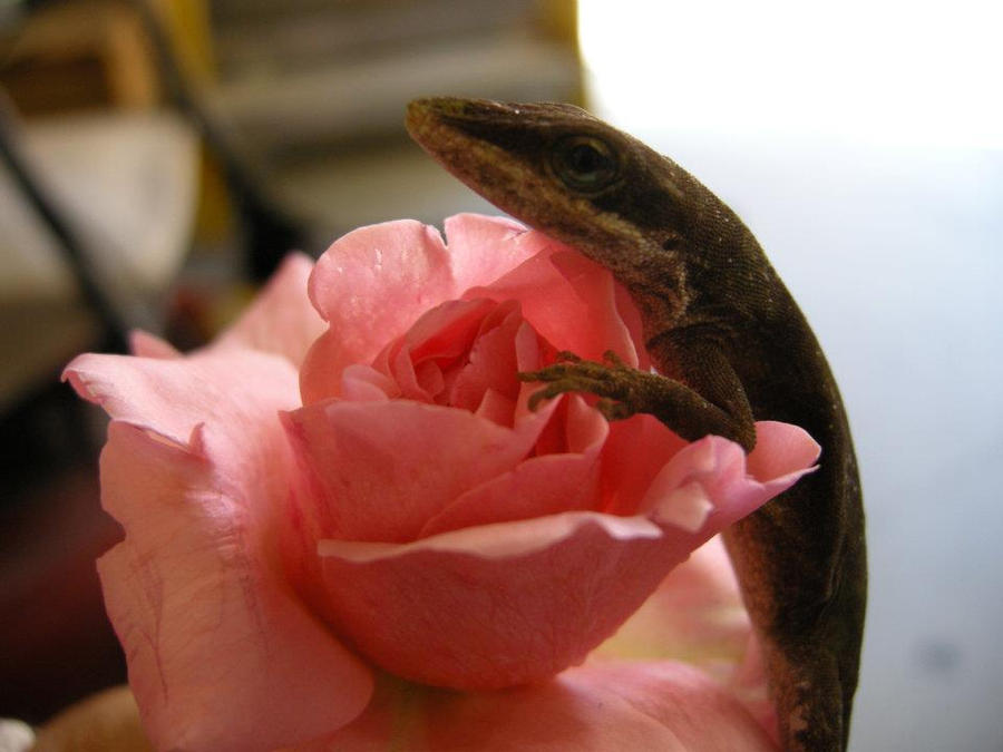 Lizard Lexa Lizard by Xeraxiea on DeviantArt