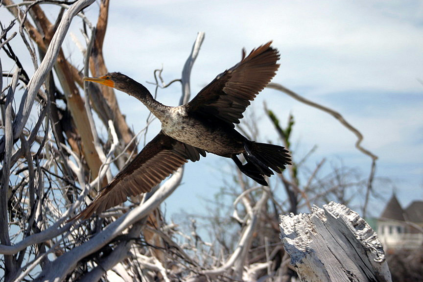 Flying Away