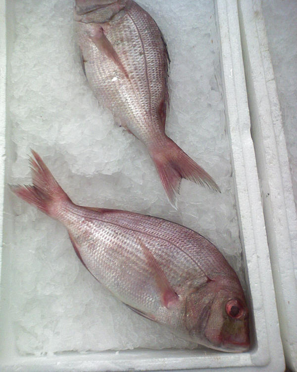 fresh fish by dizoo on DeviantArt