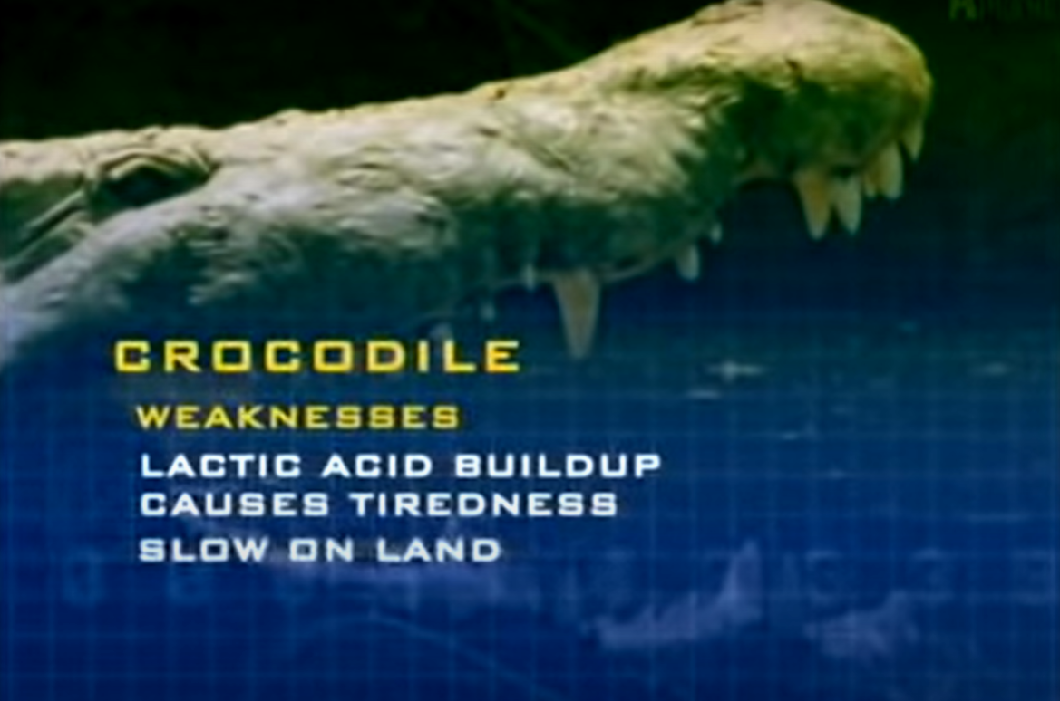 Animal Face Off Nile Crocodile Part 3 by RhinoWing on DeviantArt Animal Face Off Nile Crocodile Part 3 by RhinoWing on DeviantArt