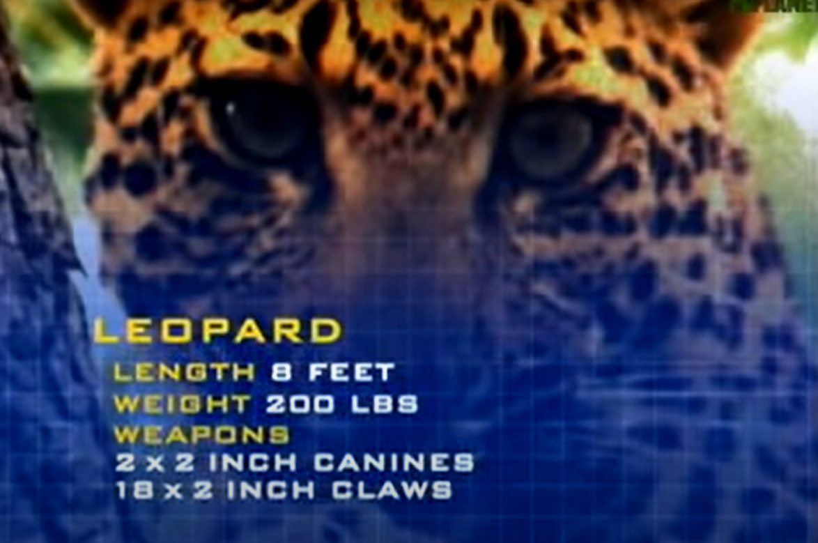 Animal Face Off Leopard by RhinoWing on DeviantArt Animal Face Off Leopard by RhinoWing on DeviantArt