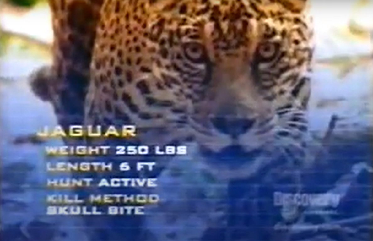 Animal Face Off Jaguar Part 1 by RhinoWing on DeviantArt