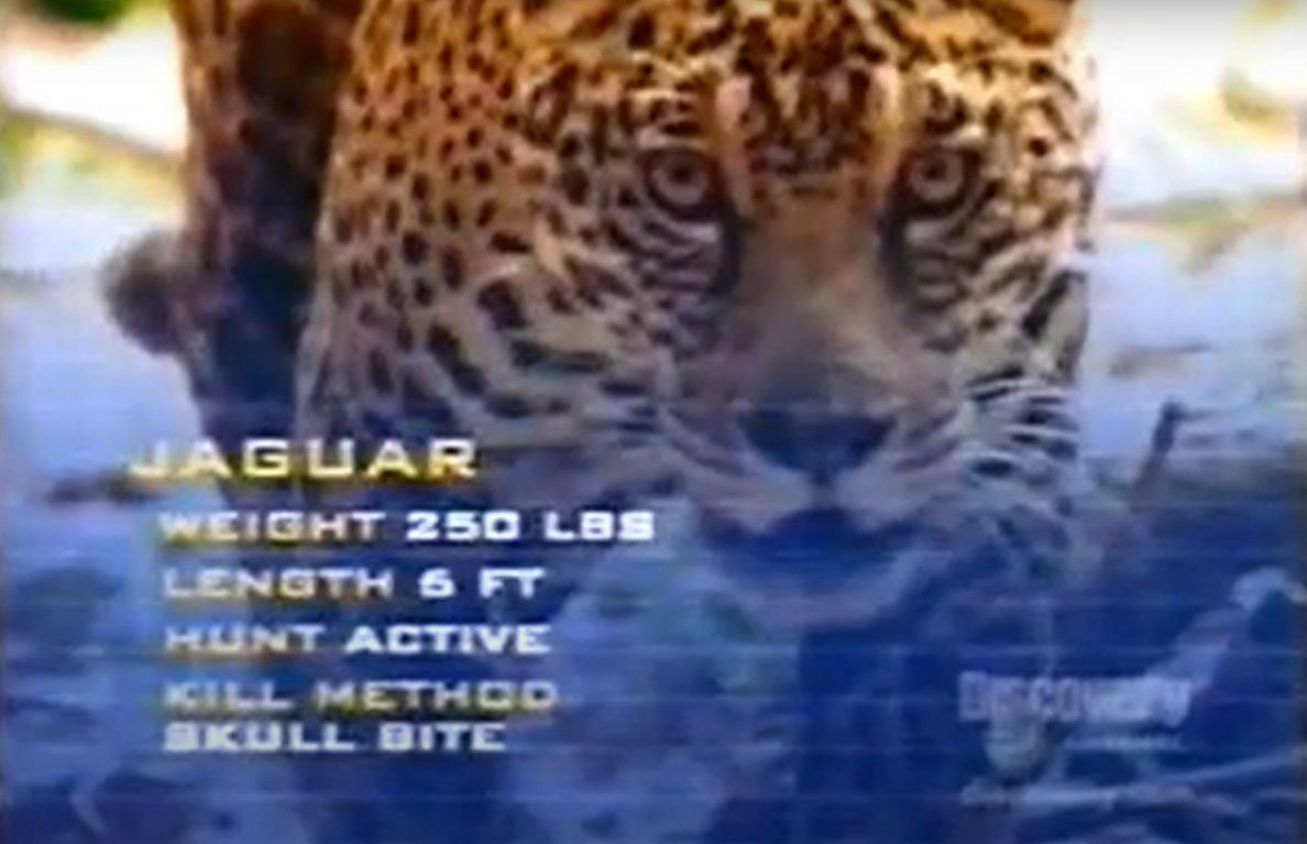 Animal Face Off Jaguar Part 1 by RhinoWing on DeviantArt Animal Face Off Jaguar Part 1 by RhinoWing on DeviantArt