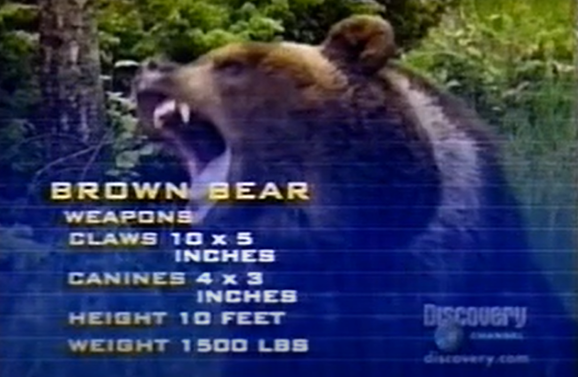 Animal Face Off Brown Bear by RhinoWing on DeviantArt Animal Face Off Brown Bear by RhinoWing on DeviantArt