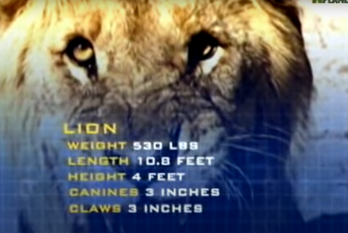 Animal Face off Idian Lion by RhinoWing on DeviantArt Animal Face off Idian Lion by RhinoWing on DeviantArt