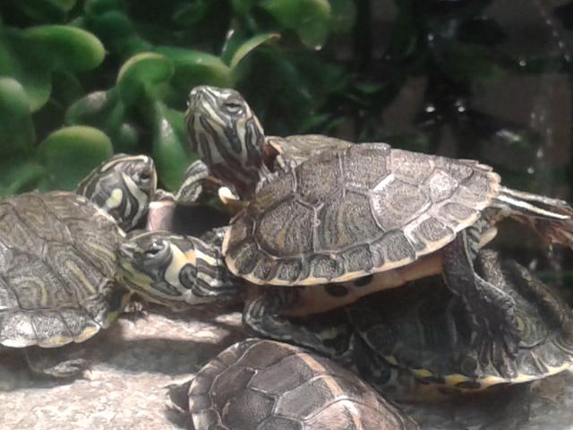 TURTLE BBYS