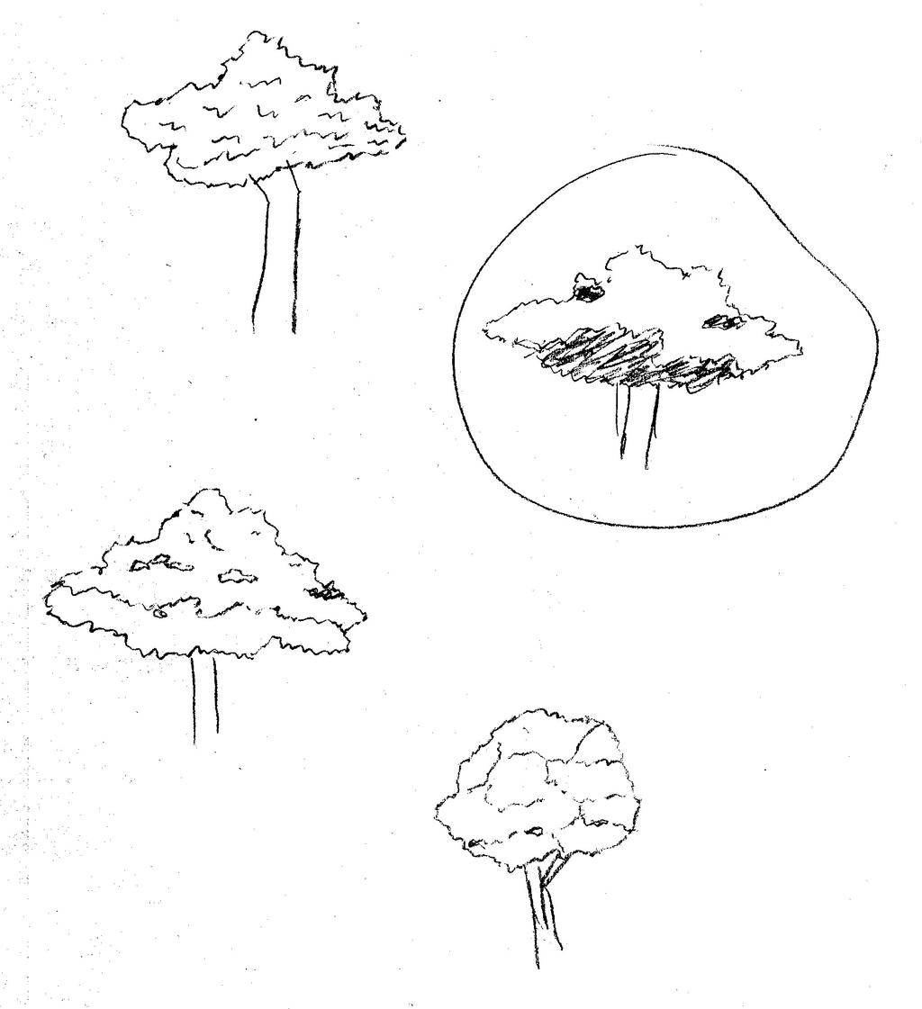 Tree practice 1