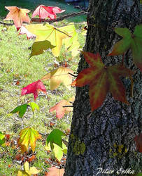 Early Autumn Leaves