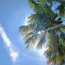 Village coconut tree