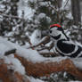 Lesser spotted woodpecker