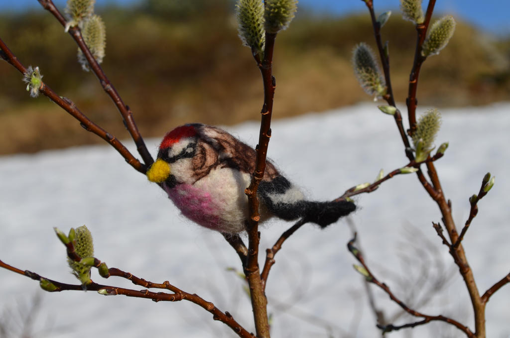 Arctic redpoll