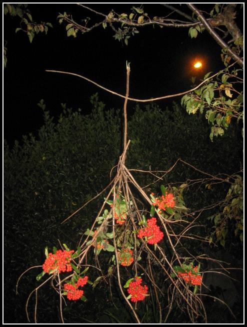 upside down berry tree