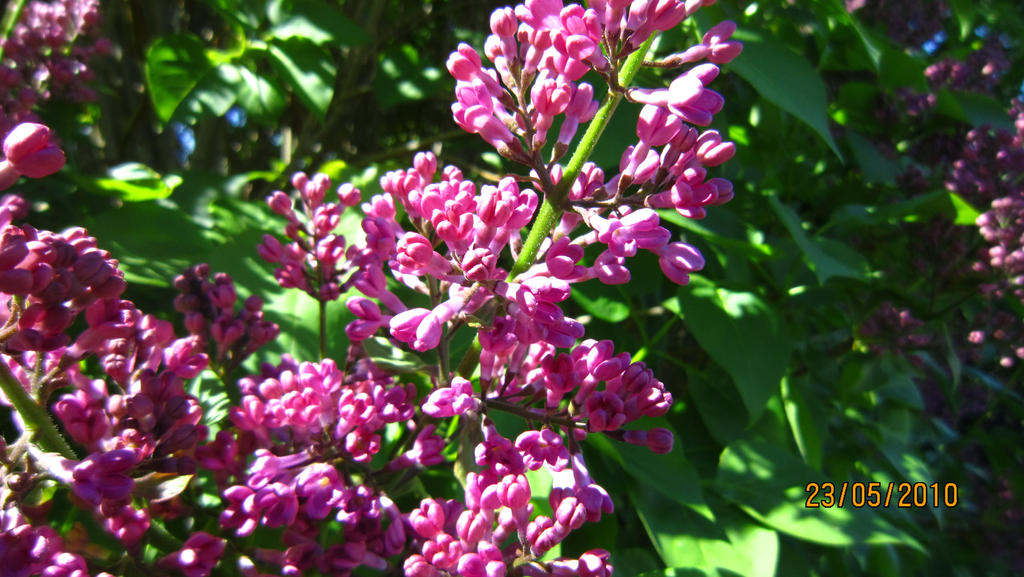 Syreen by ingemarola on DeviantArt