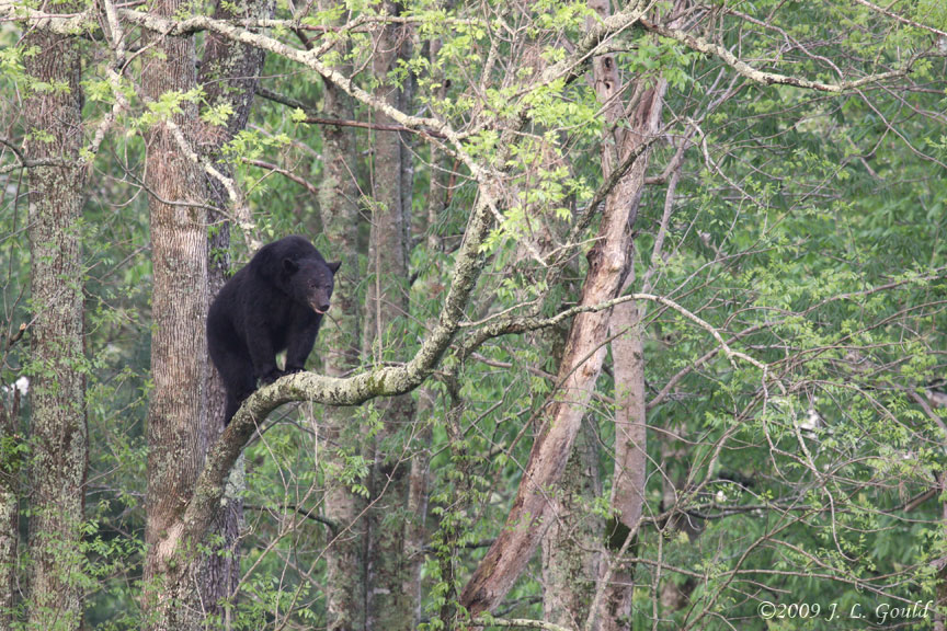 Black Bear In A Tree