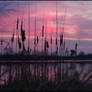 Cattails In The Sunrise