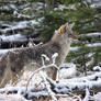 Winter Coyote