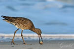 Willet's Hunt by ThisWomanWanders