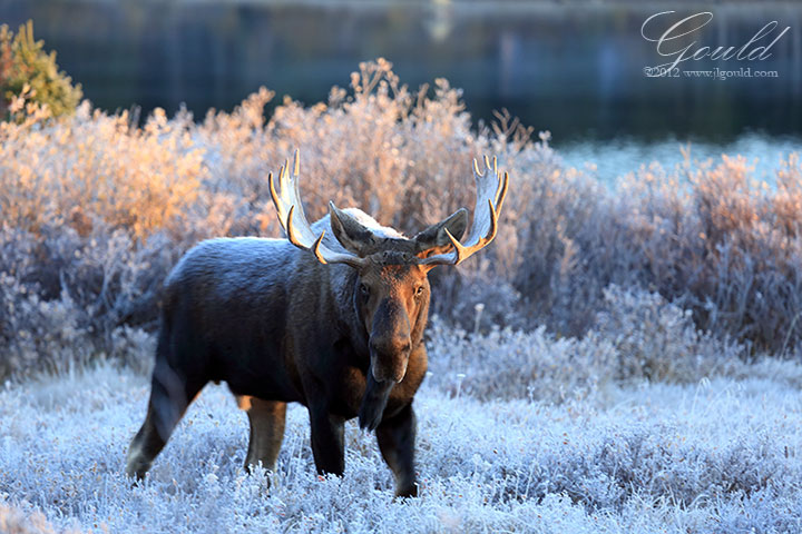 Moose, Morning Frost