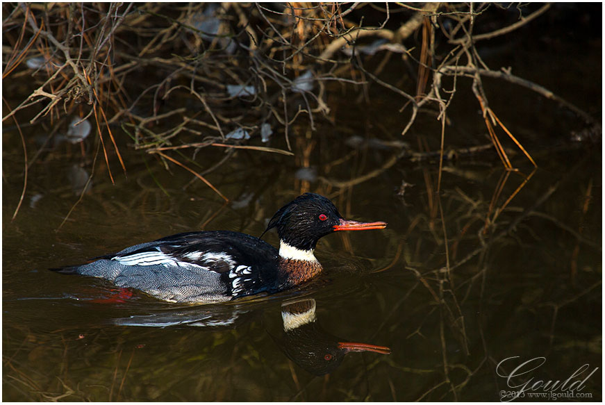 Red Breasted Merganser