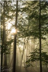 Sunlit Forest