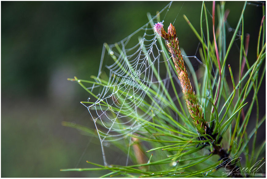 Dewed Web