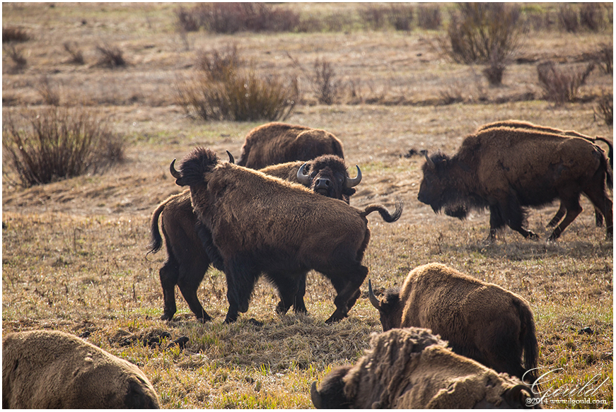 Bison Tussle