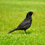 Mr Blackbird