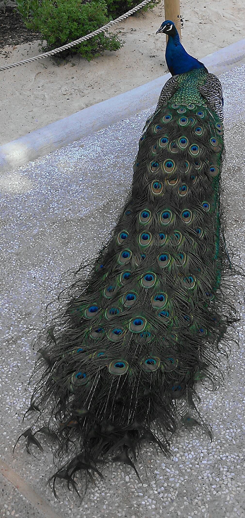 Peacock III