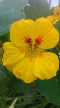 Nasturtium Flower