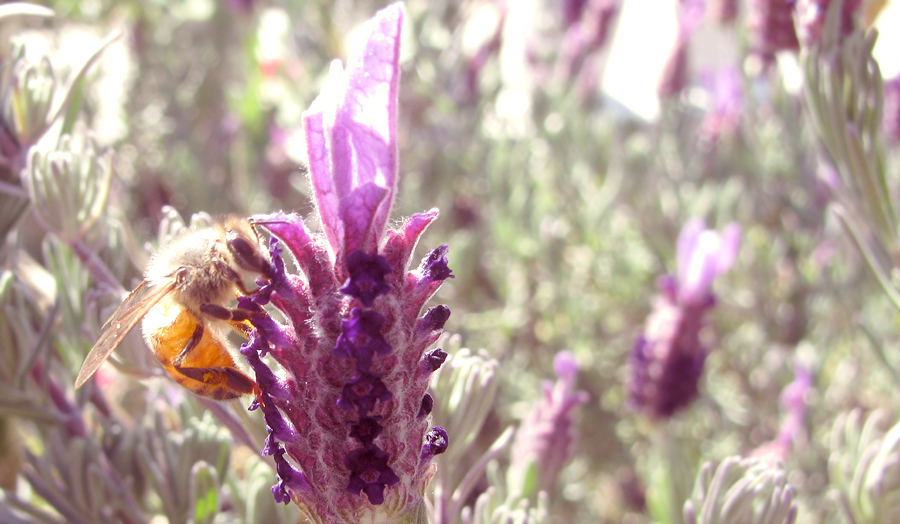 Working Bees