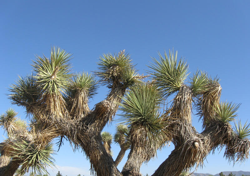 Joshua Tree Reaching Up