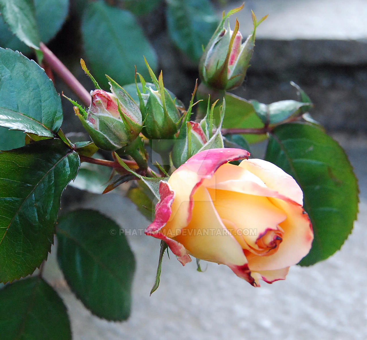 Fallen Rose by phatmoma on DeviantArt