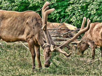 Elk AROUND