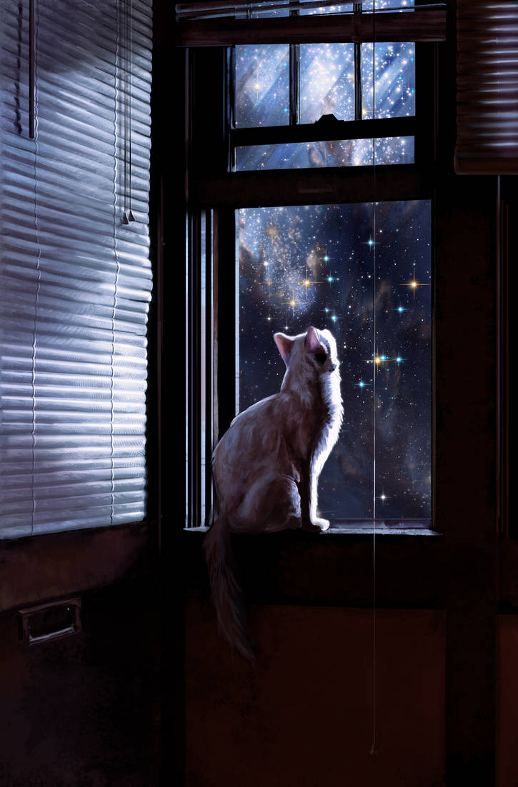 Подхожу к окну и вечер. Кошка на окне. Кошки на окошке. Кот на подоконнике. Коты в окне.