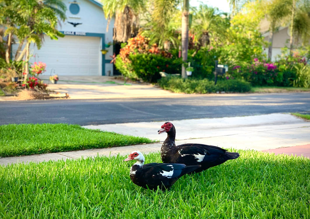 Ducks by scottygold on DeviantArt