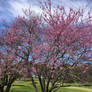 Northern Redbuds