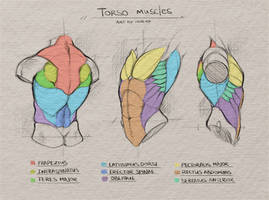 Tutorial: Torso Muscles Anatomy