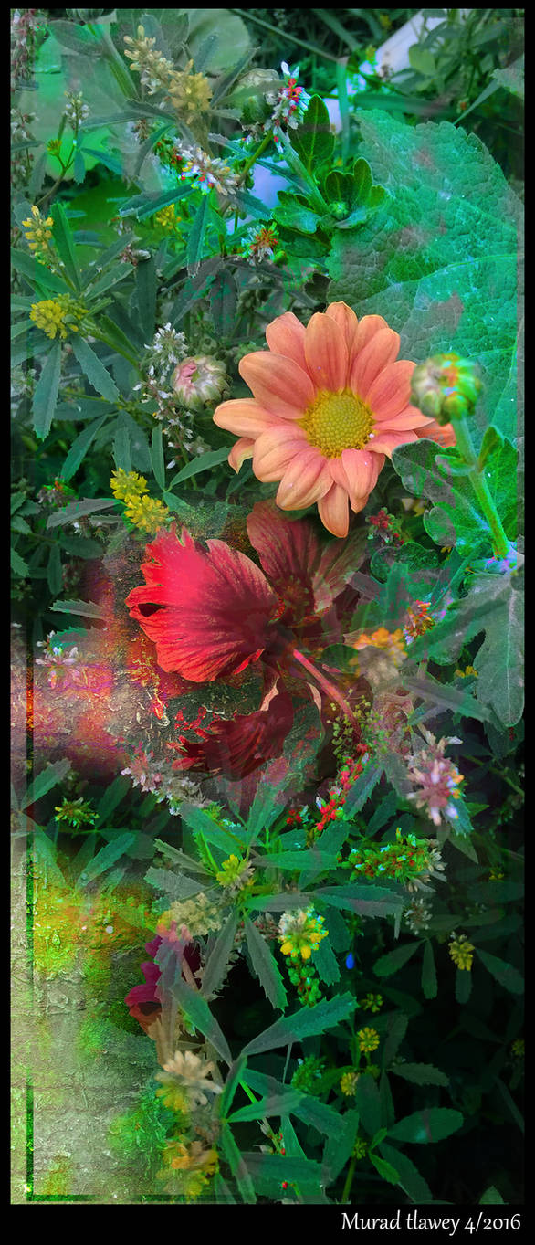 murad tlawey -floral by muradtlawey