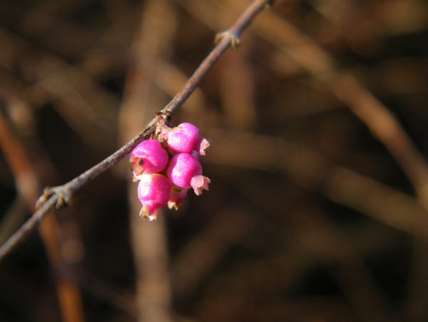 Pink spring